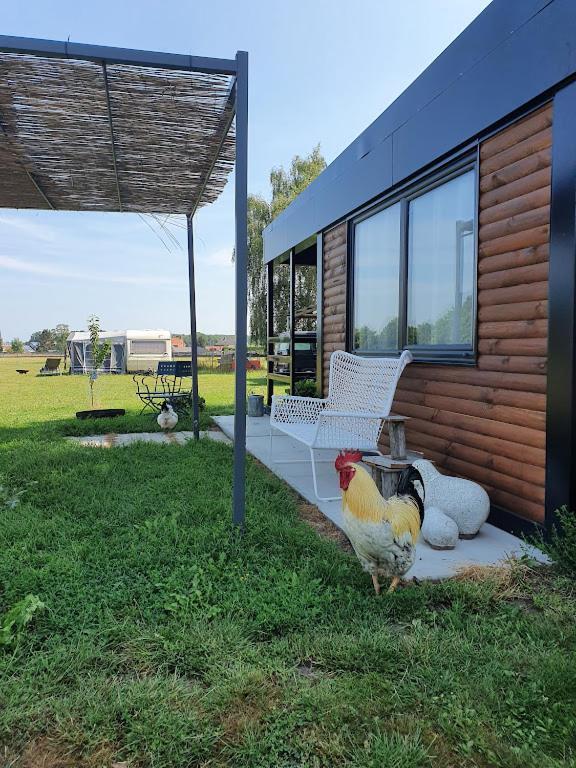 Houten Huisje Tussen Paarden Nieuwerkerken Exteriör bild