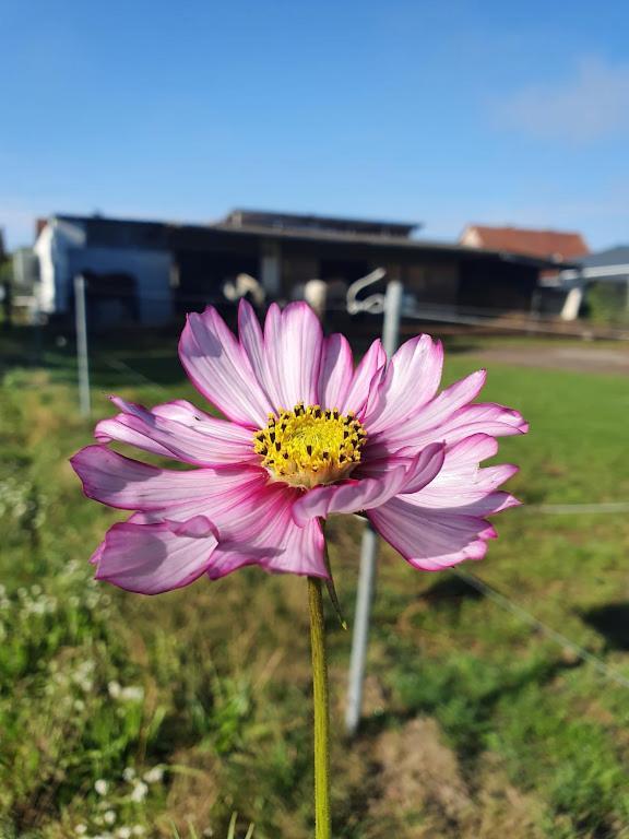 Houten Huisje Tussen Paarden Nieuwerkerken Exteriör bild