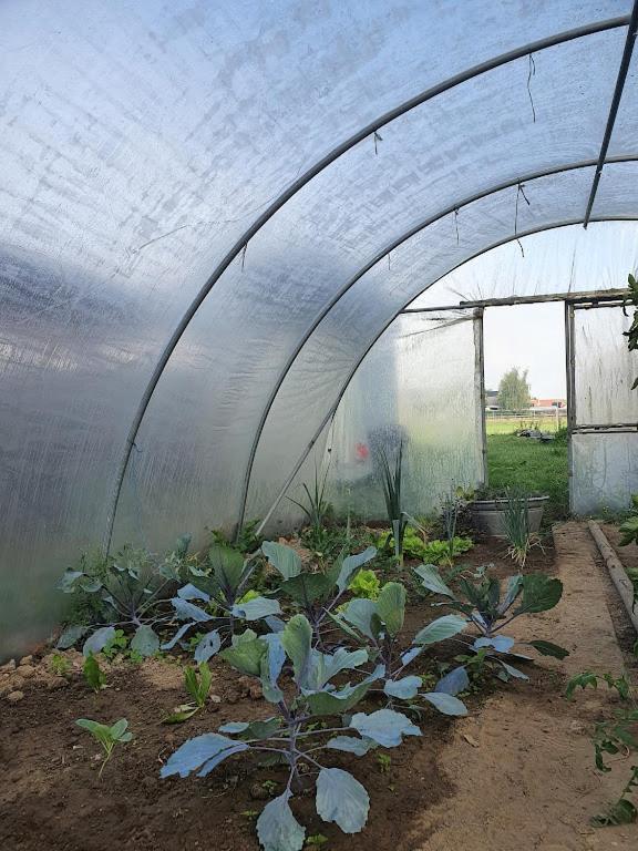 Houten Huisje Tussen Paarden Nieuwerkerken Exteriör bild