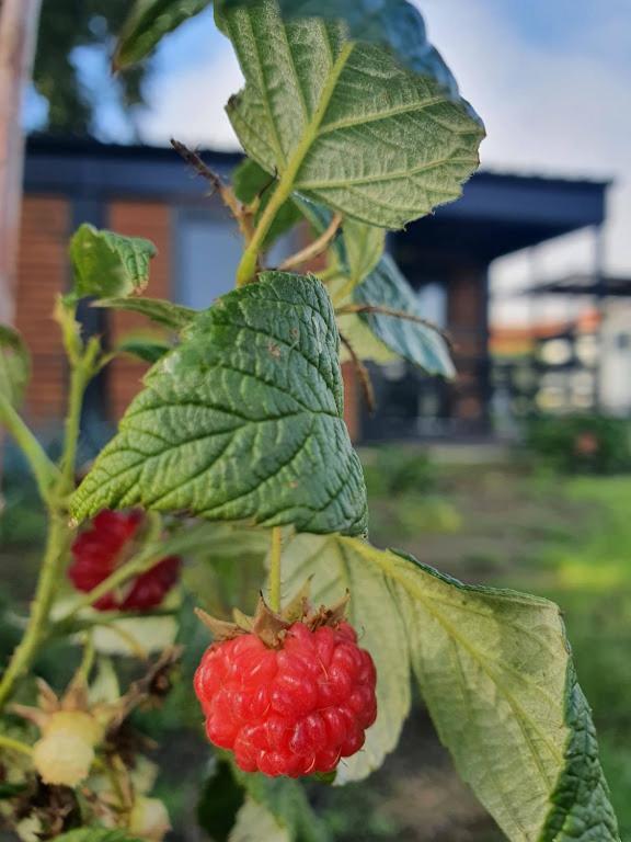 Houten Huisje Tussen Paarden Nieuwerkerken Exteriör bild