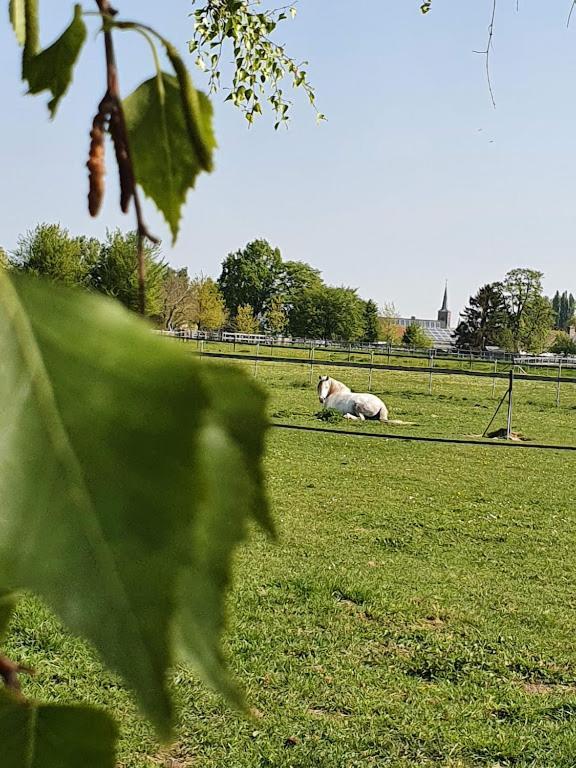 Houten Huisje Tussen Paarden Nieuwerkerken Exteriör bild
