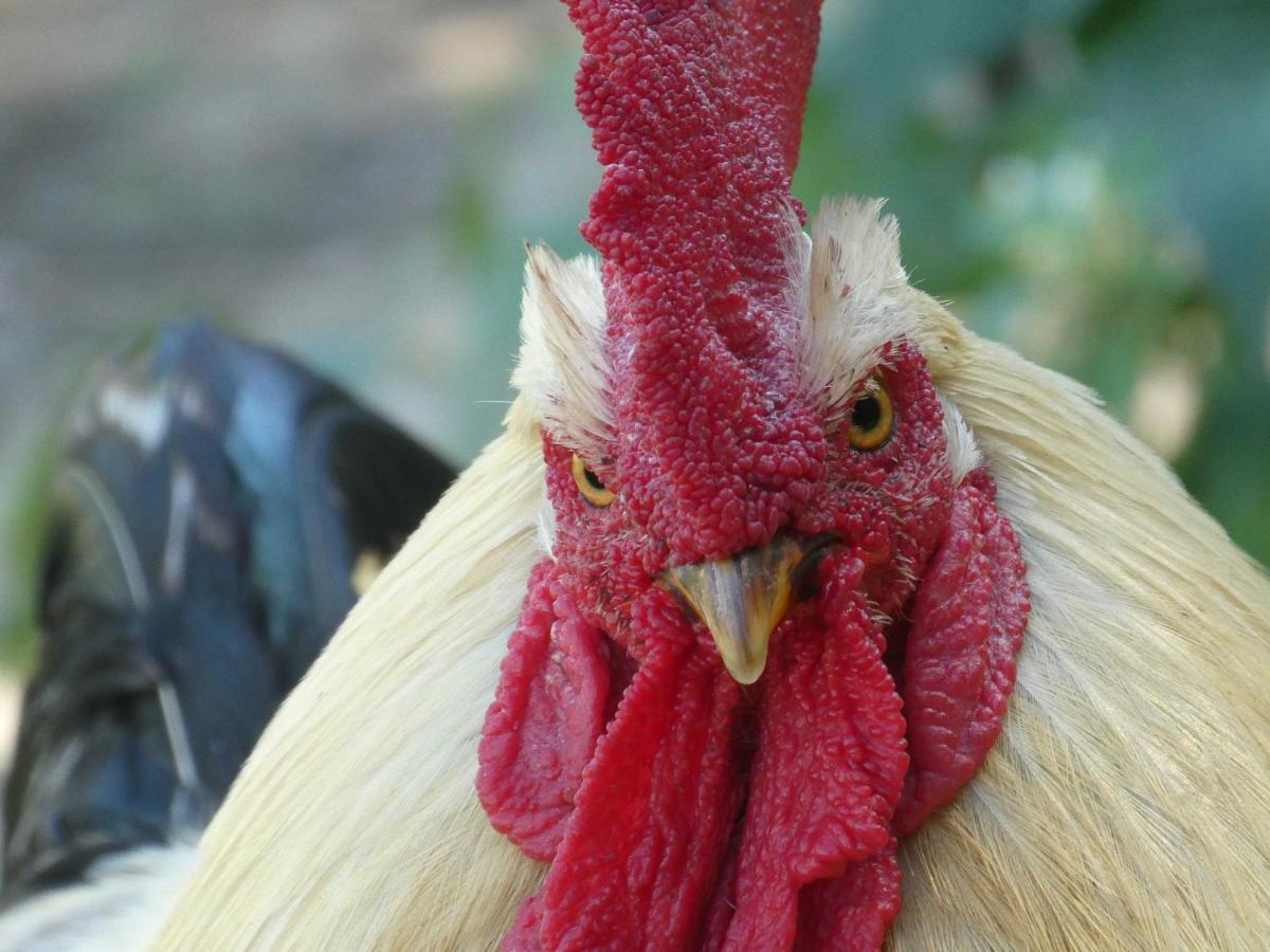 Houten Huisje Tussen Paarden Nieuwerkerken Exteriör bild