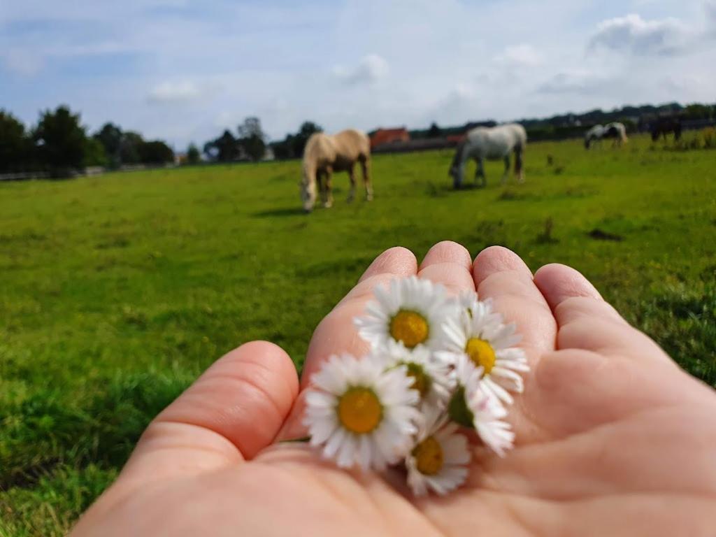 Houten Huisje Tussen Paarden Nieuwerkerken Exteriör bild