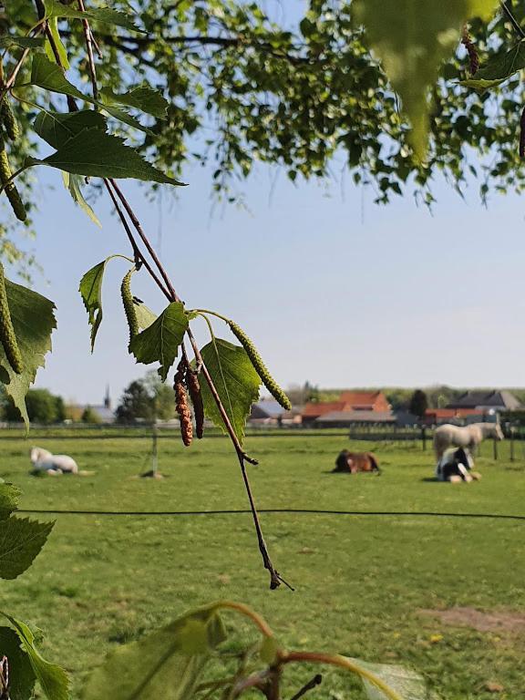 Houten Huisje Tussen Paarden Nieuwerkerken Exteriör bild