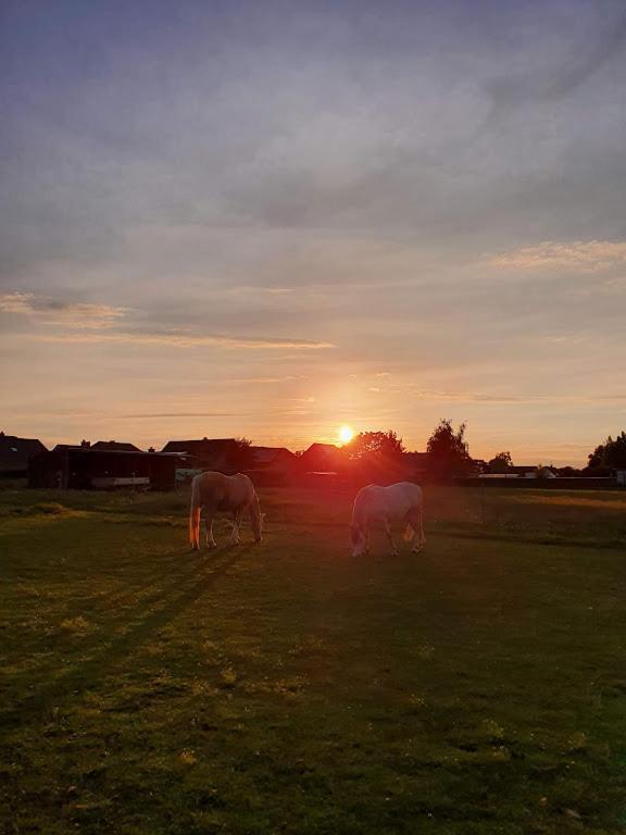 Houten Huisje Tussen Paarden Nieuwerkerken Exteriör bild