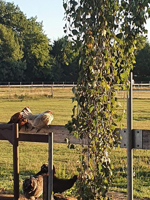 Houten Huisje Tussen Paarden Nieuwerkerken Exteriör bild